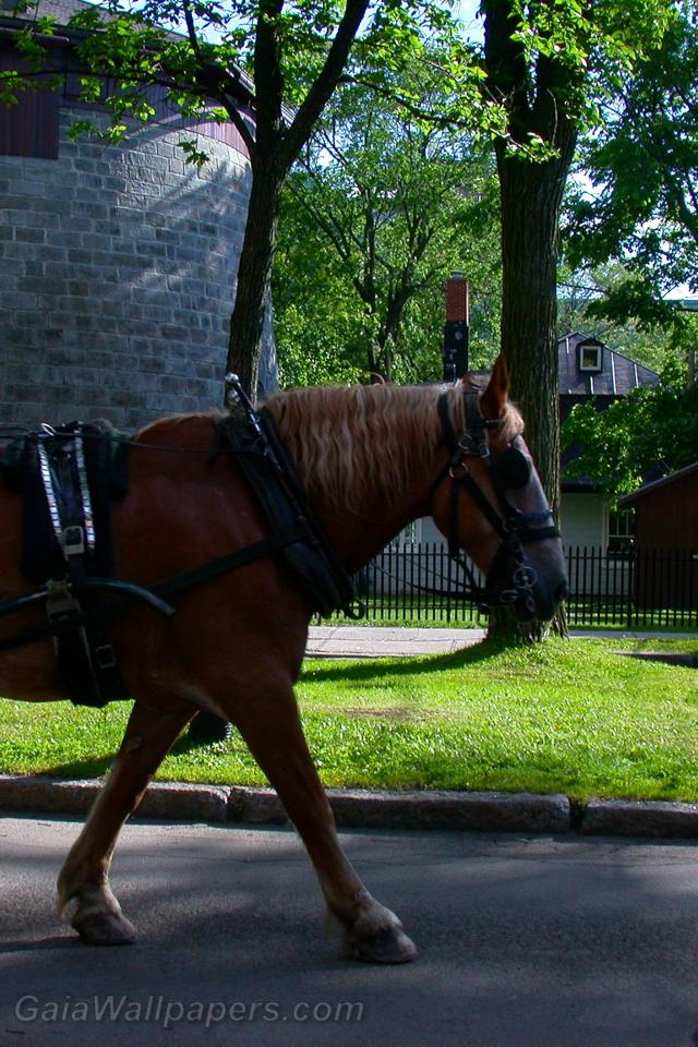 Cheval dans la ville de Québec - Fonds d'écran gratuits