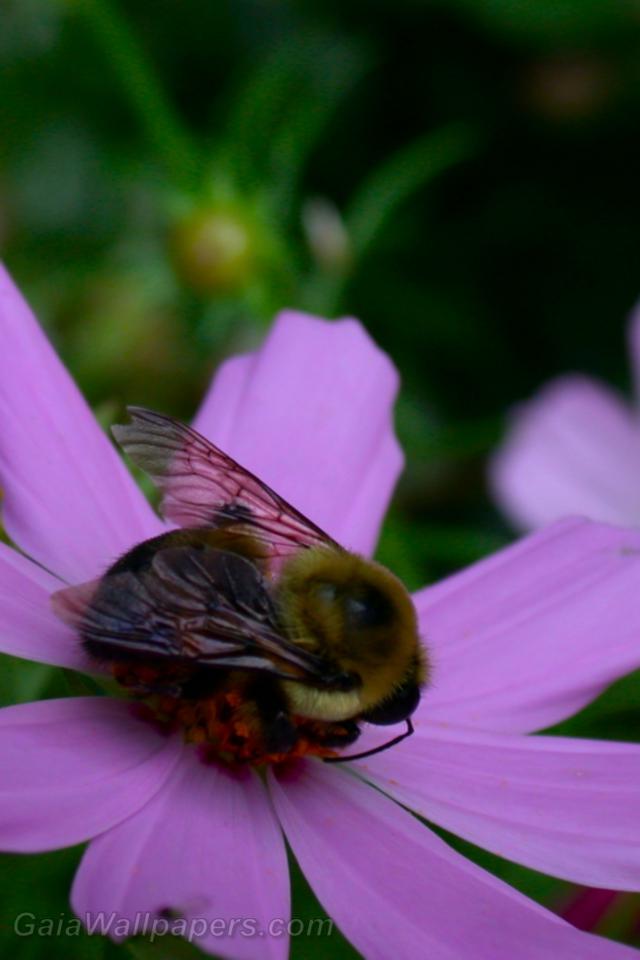 Bumblebee gathering nectar - Free desktop wallpapers