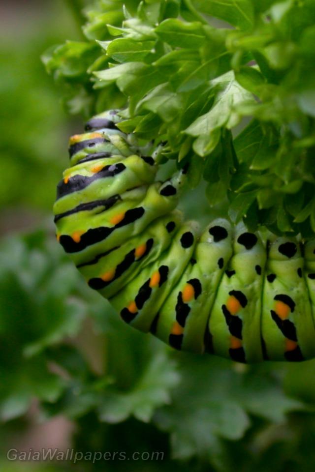 Green caterpillar hanging on a plant - Free desktop wallpapers