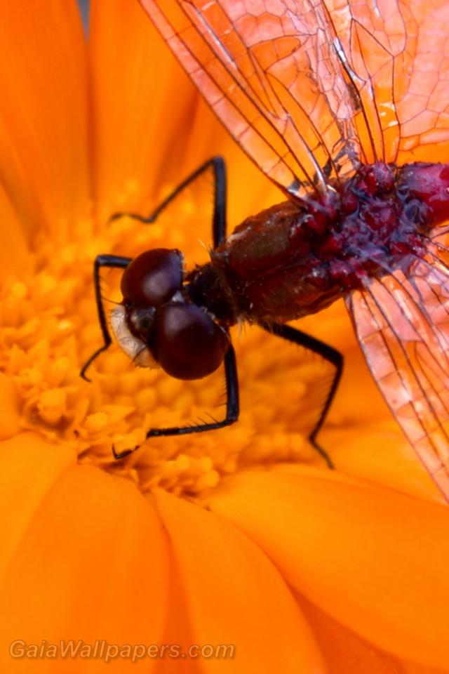 Dragonfly waiting on an orange flower - Free desktop wallpapers