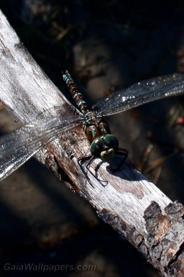 Dragonfly waiting on a branch - Free desktop wallpapers
