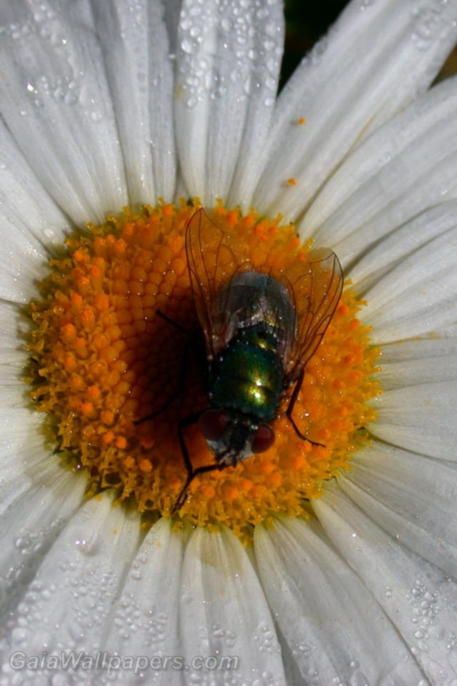 Fly on a daisy - Free desktop wallpapers