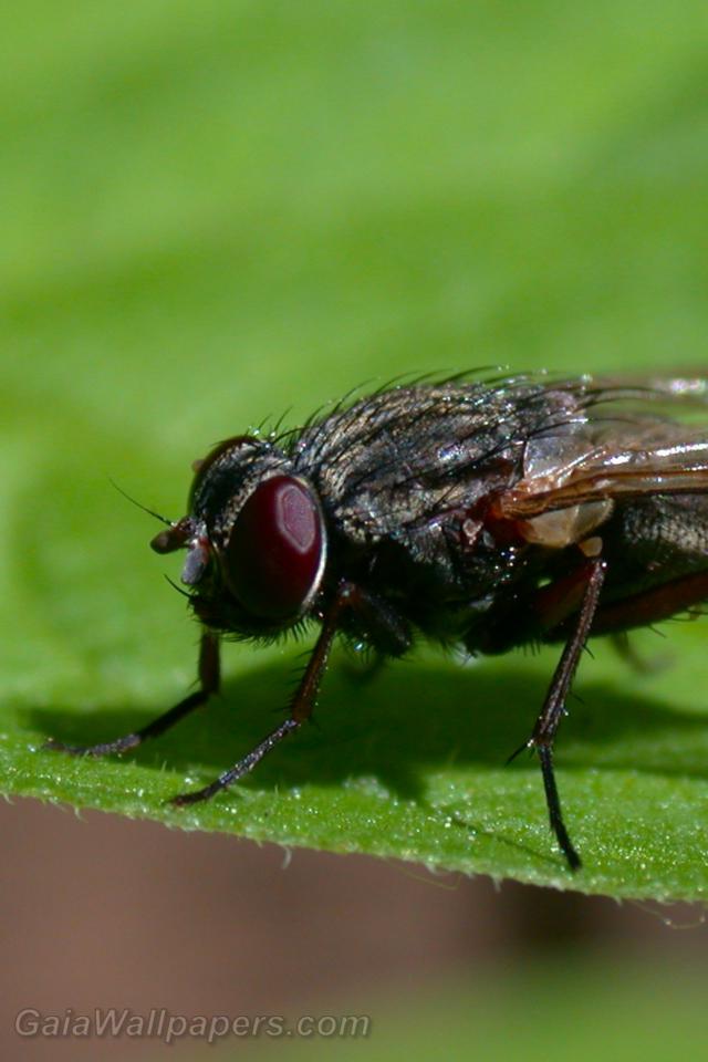 Fly close up - Free desktop wallpapers