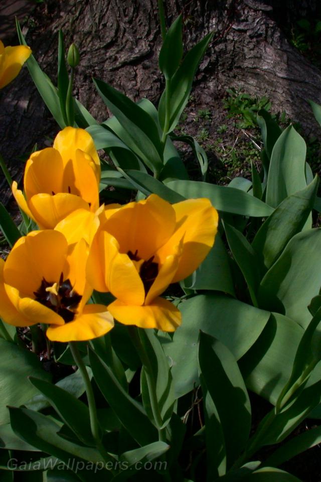 Tulipes jaunes - Fonds d'écran gratuits