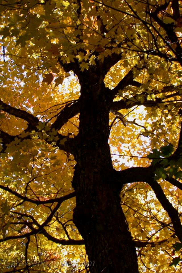 Autumn maple - Free desktop wallpapers