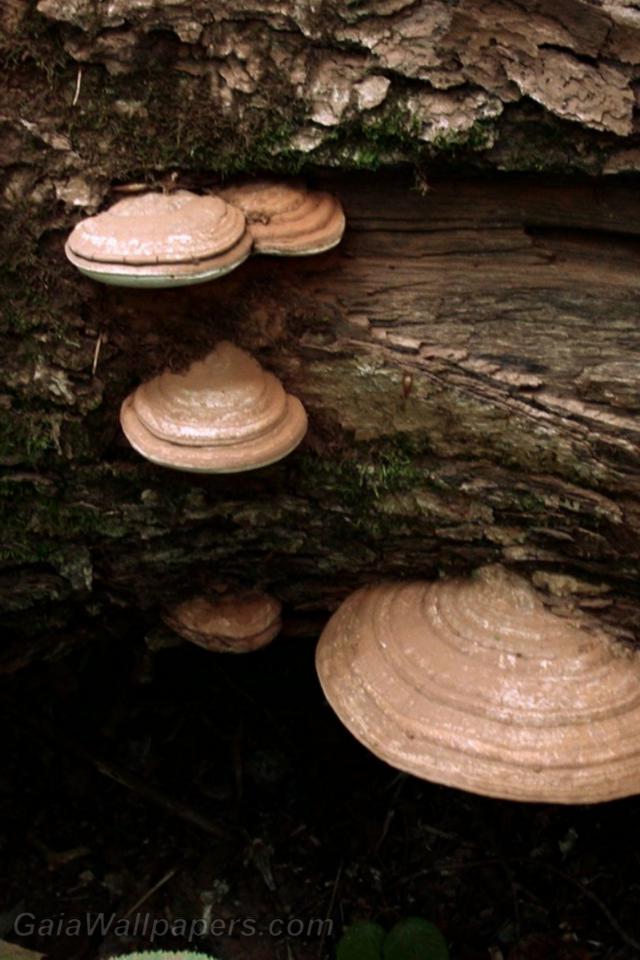 Mushrooms - Free desktop wallpapers