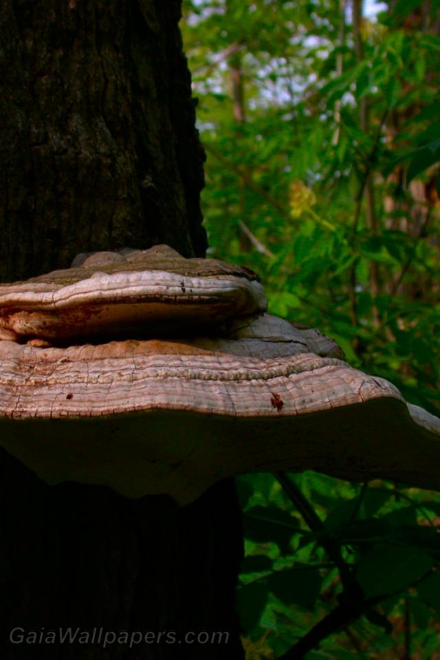 Mushroom on a tree - Free desktop wallpapers