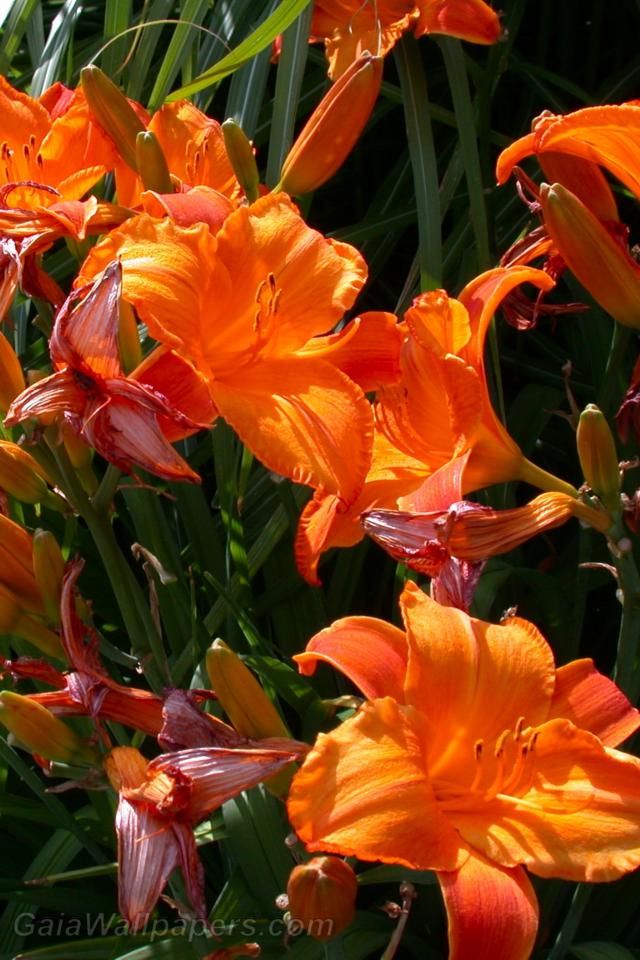 Dying and opening Daylilies - Free desktop wallpapers