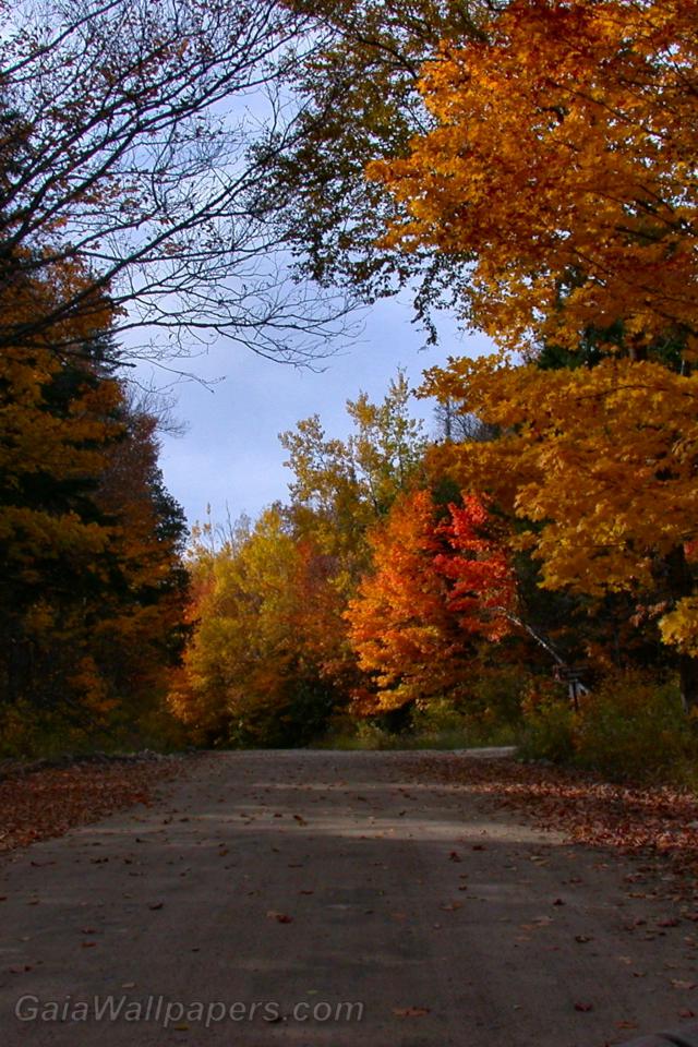 Autumn on the road - Free desktop wallpapers