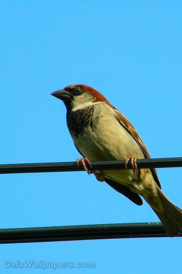 House Sparrow, male - Free desktop wallpapers