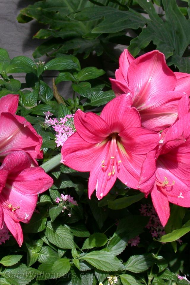 Hibiscus roses - Fonds d'écran gratuits