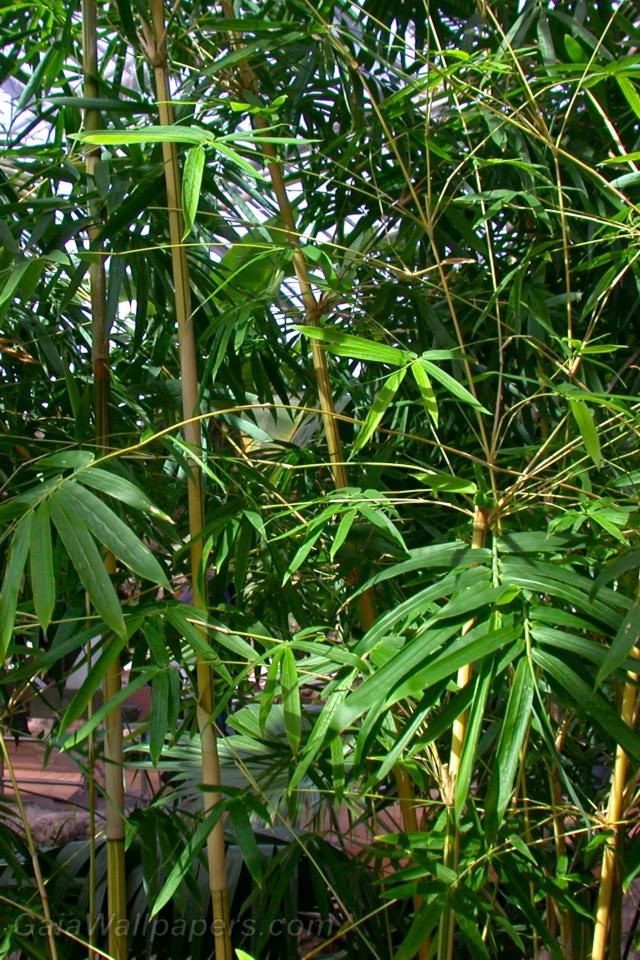Bamboo - Fonds d'écran gratuits