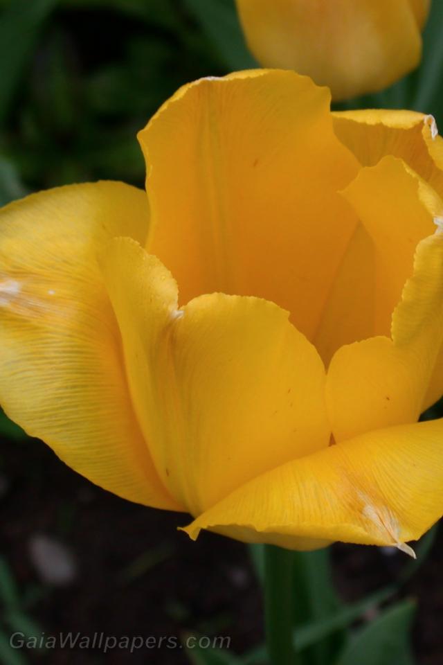 Tulipe jaune - Fonds d'écran gratuits