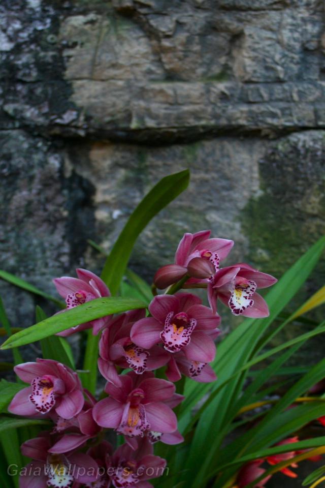 Orchidées - Fonds d'écran gratuits