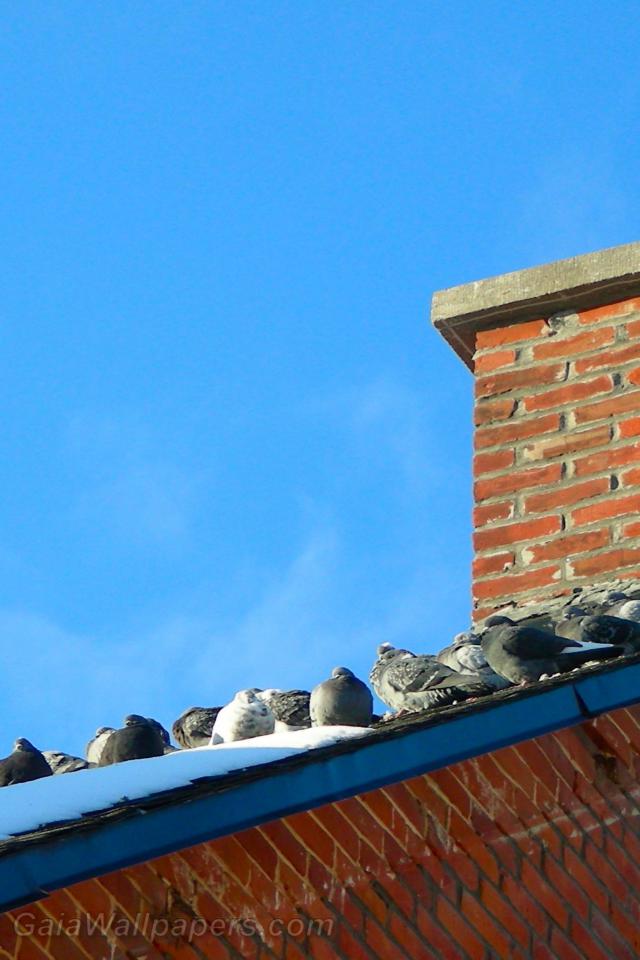 Pigeons warming on a roof in winter - Free desktop wallpapers