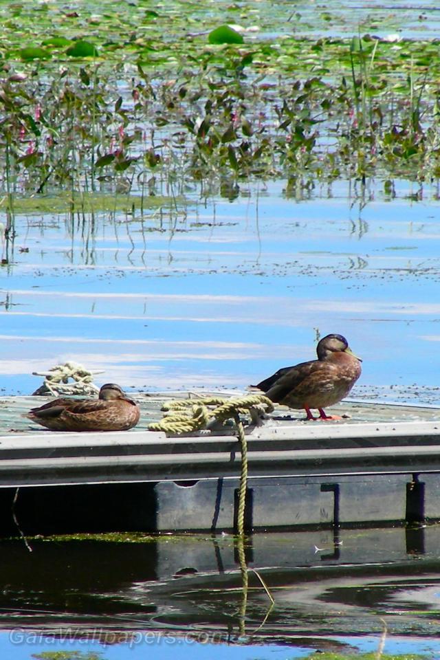Ducks relaxing on a dock - Free desktop wallpapers