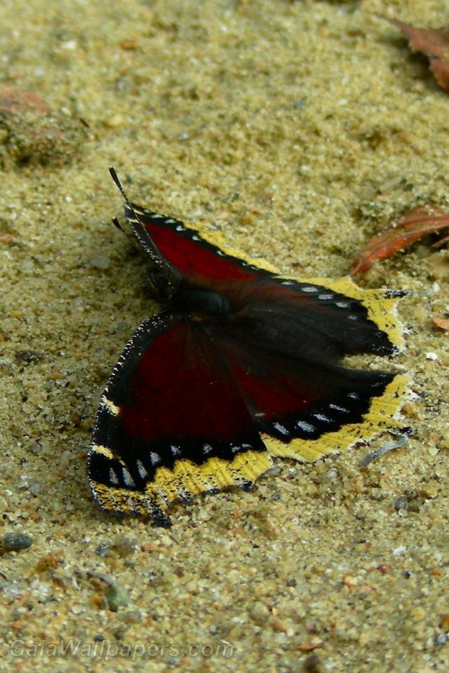 Butterfly in the sand - Free desktop wallpapers