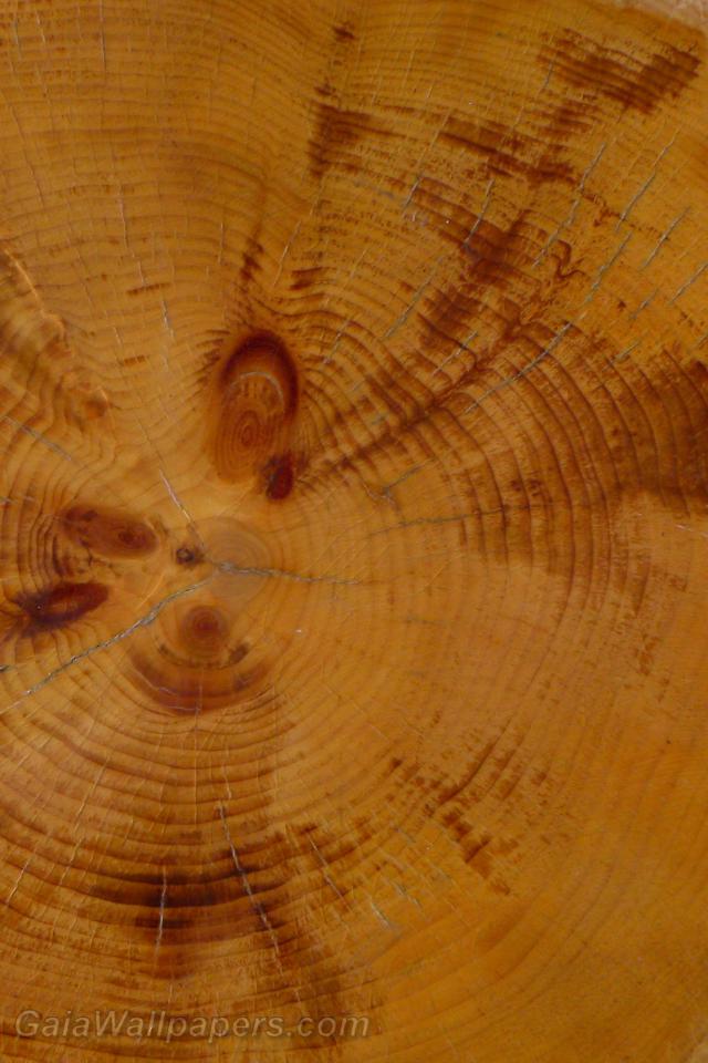 Tree-ring growth patterns - Free desktop wallpapers