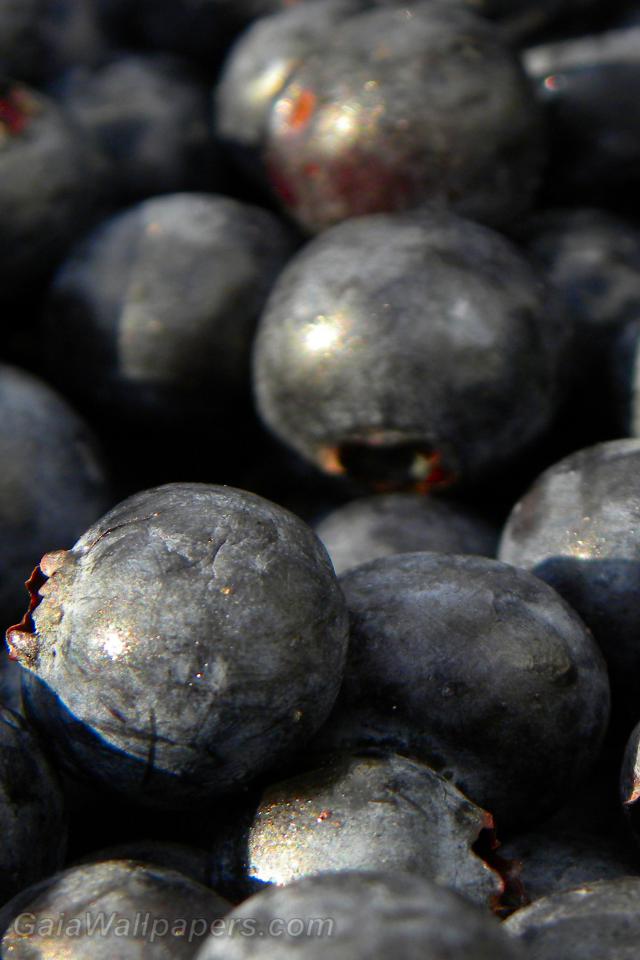 Lowbush blueberries - Free desktop wallpapers