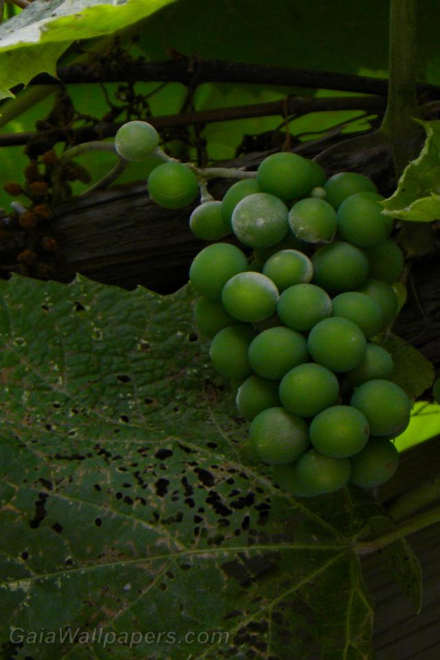Grapes on the vine - Free desktop wallpapers