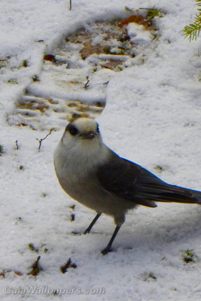 Gray Jay on the snow - Free desktop wallpapers