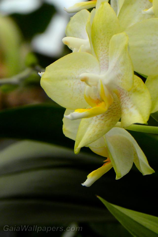 Soft yellow orchids - Free desktop wallpapers