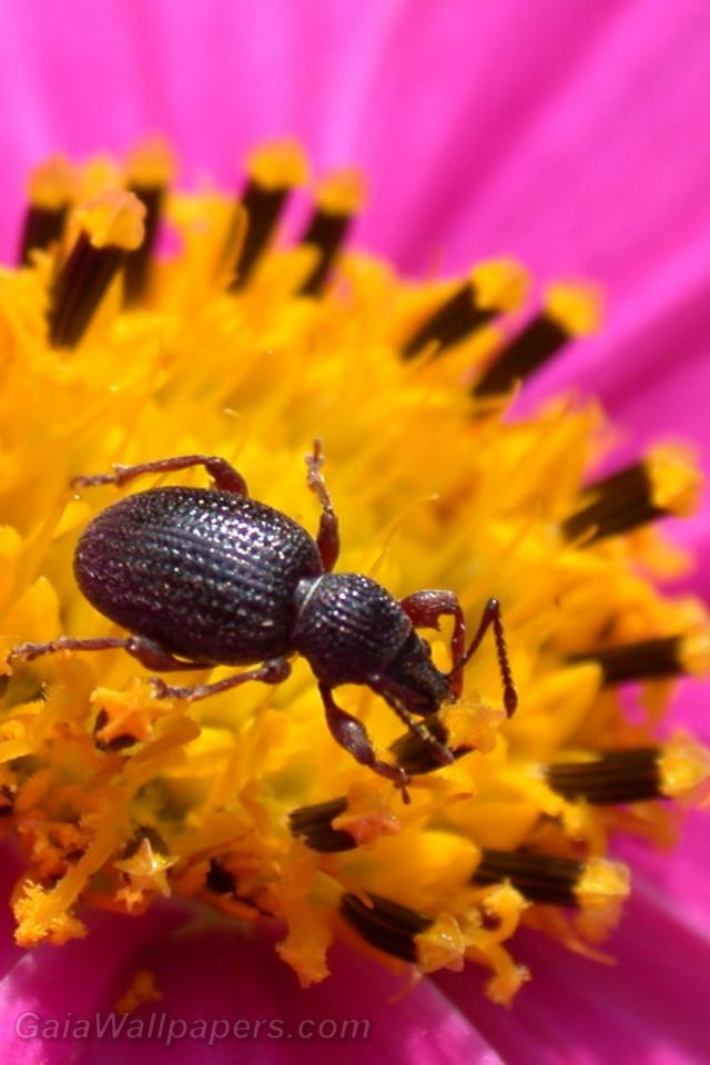 Little beast in the pollen - Free desktop wallpapers