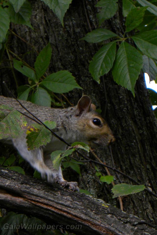 Écureuil aux aguets dans l'arbre - Fonds d'écran gratuits
