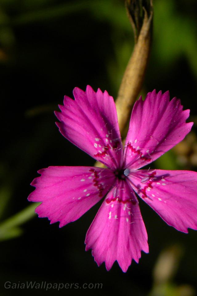 Dianthus deltoides - Fonds d'écran gratuits