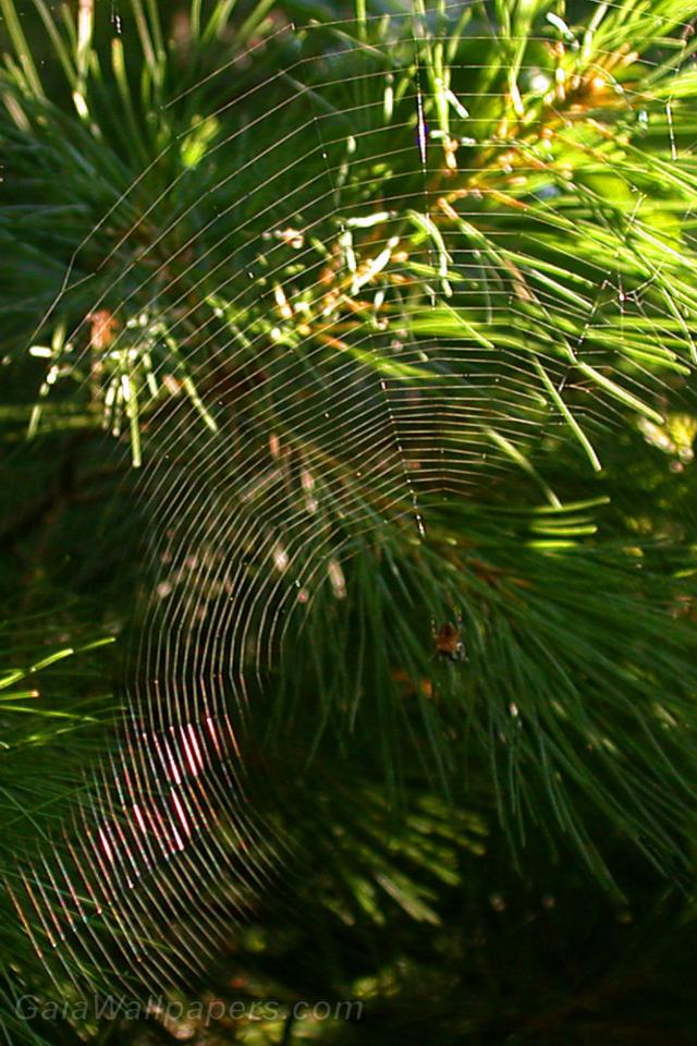Toile d'araignée dans les pins - Fonds d'écran gratuits