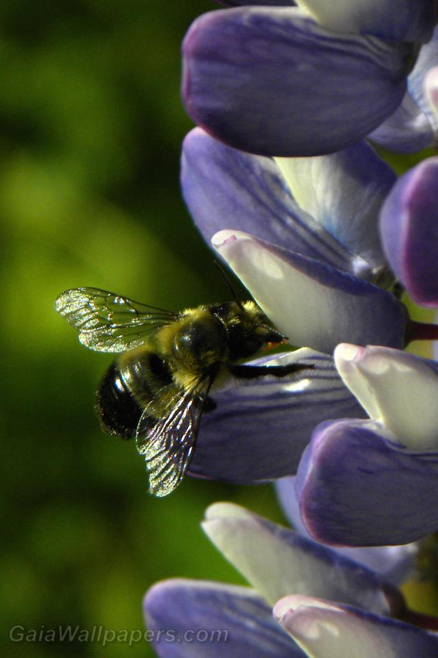 Bumblebee gathering pollen in a Lupin - Free desktop wallpapers
