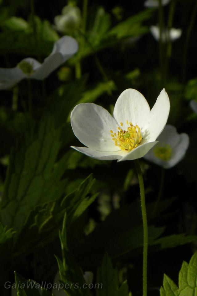 Young white flower - Free desktop wallpapers