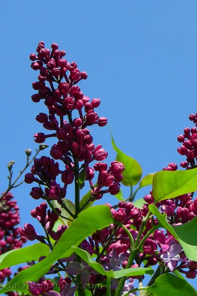 Lilacs in the blue sky - Free desktop wallpapers