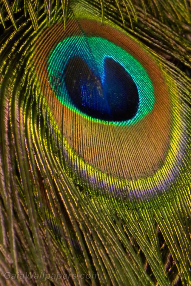 Peacock feathers - Free desktop wallpapers