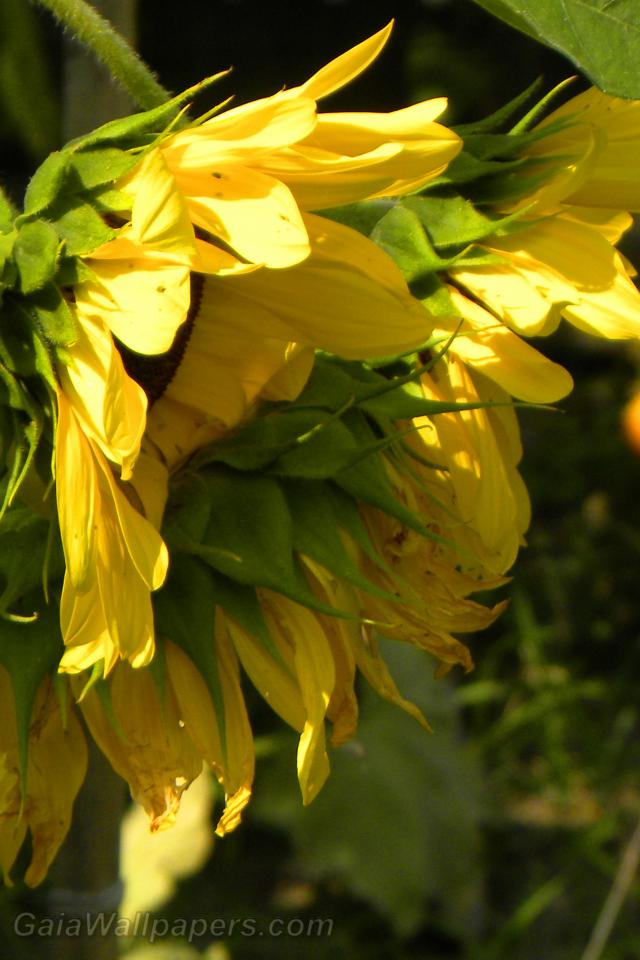 Sunflowers in late summer in the garden - Free desktop wallpapers