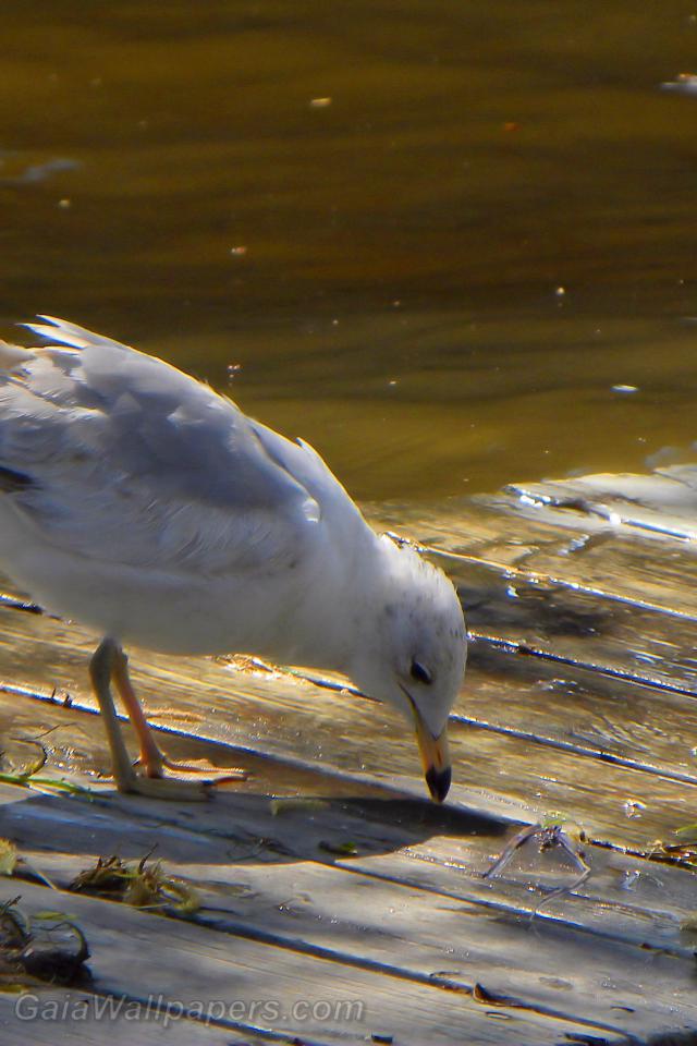 Ring-billed Gull looking for food - Free desktop wallpapers