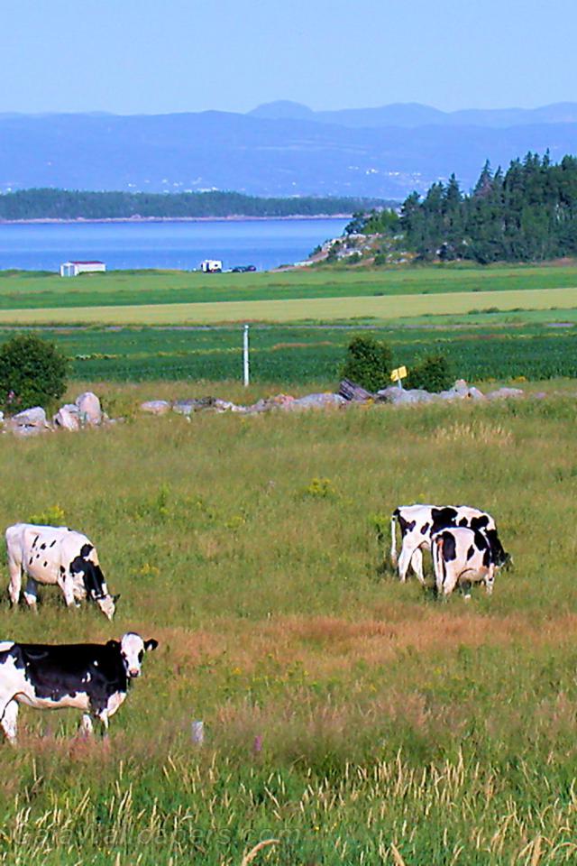 Cows near the Saint Lawrence River in Kamouraska - Free desktop wallpapers
