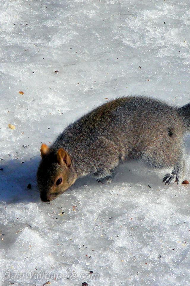 Écureuil à la recherche de nourriture sur la neige - Fonds d'écran gratuits