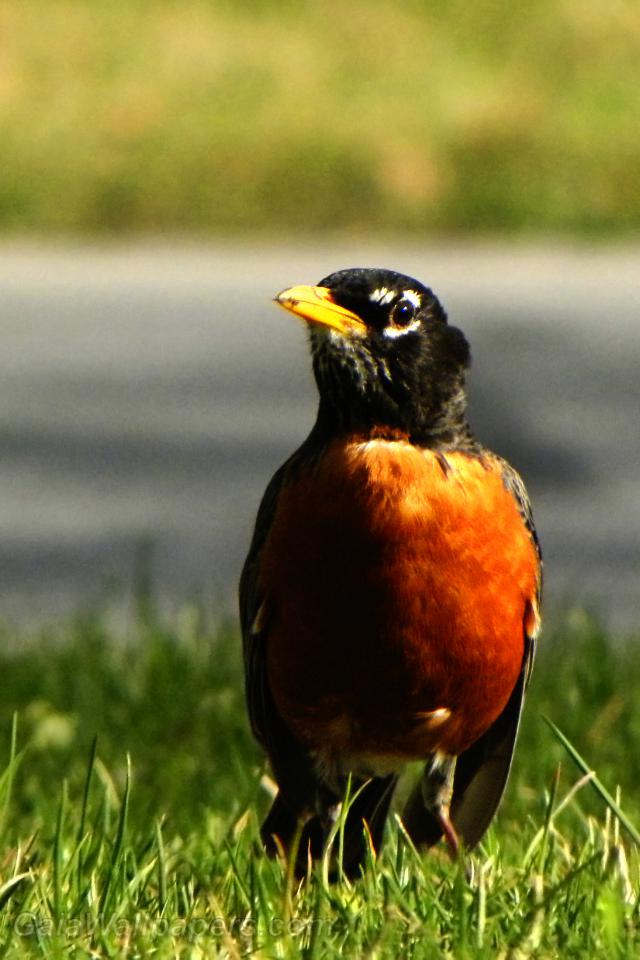American Robin on the lookout for a snack - Free desktop wallpapers