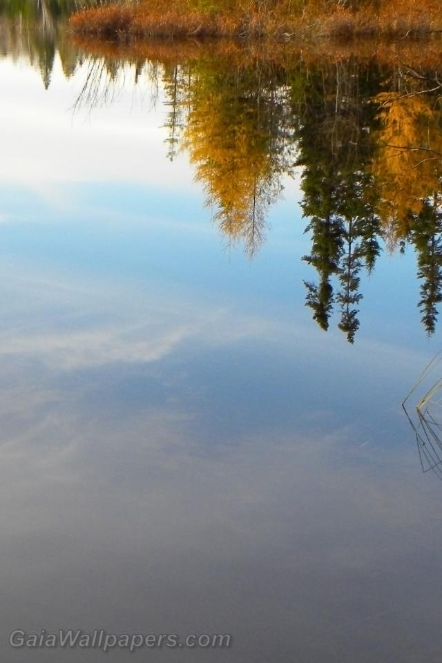 Réflexion d'une forêt d'automne sur un lac calme - Fonds d'écran gratuits