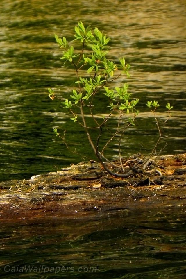Petit arbre survivant sur l'eau - Fonds d'écran gratuits