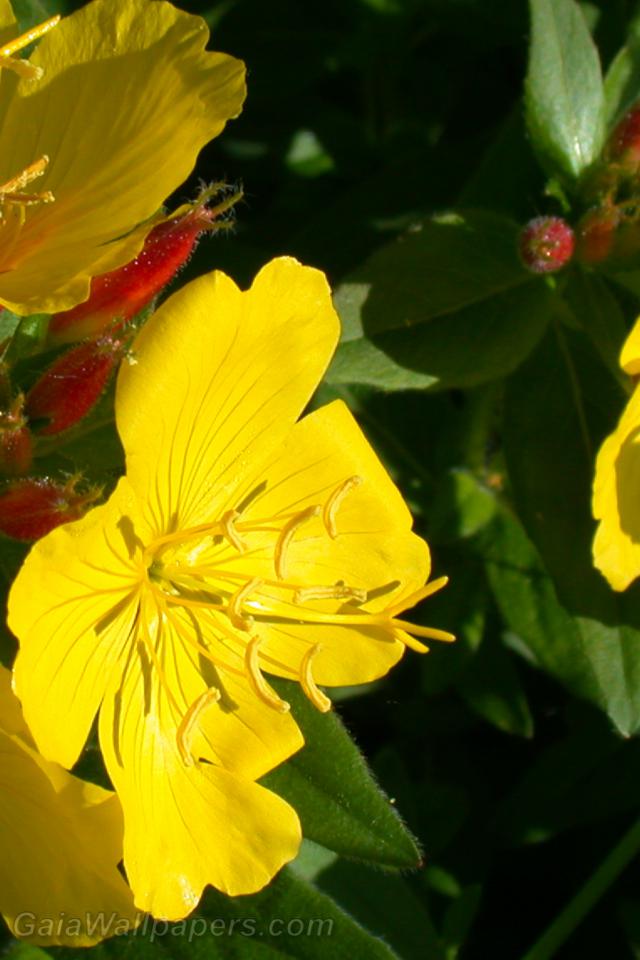 Belles fleurs jaunes appréciant le soleil matinal - Fonds d'écran gratuits