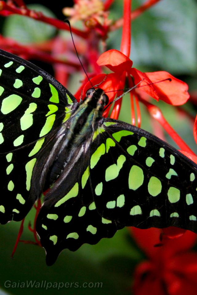 Beau papillon aux couleurs d'émeraude - Fonds d'écran gratuits