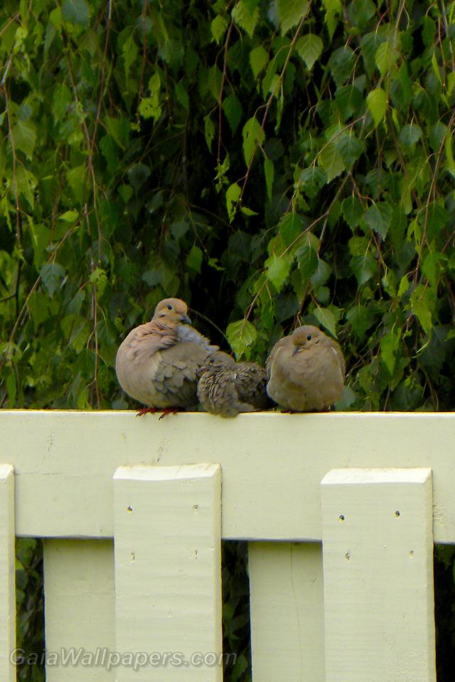 Mourning Dove family - Free desktop wallpapers