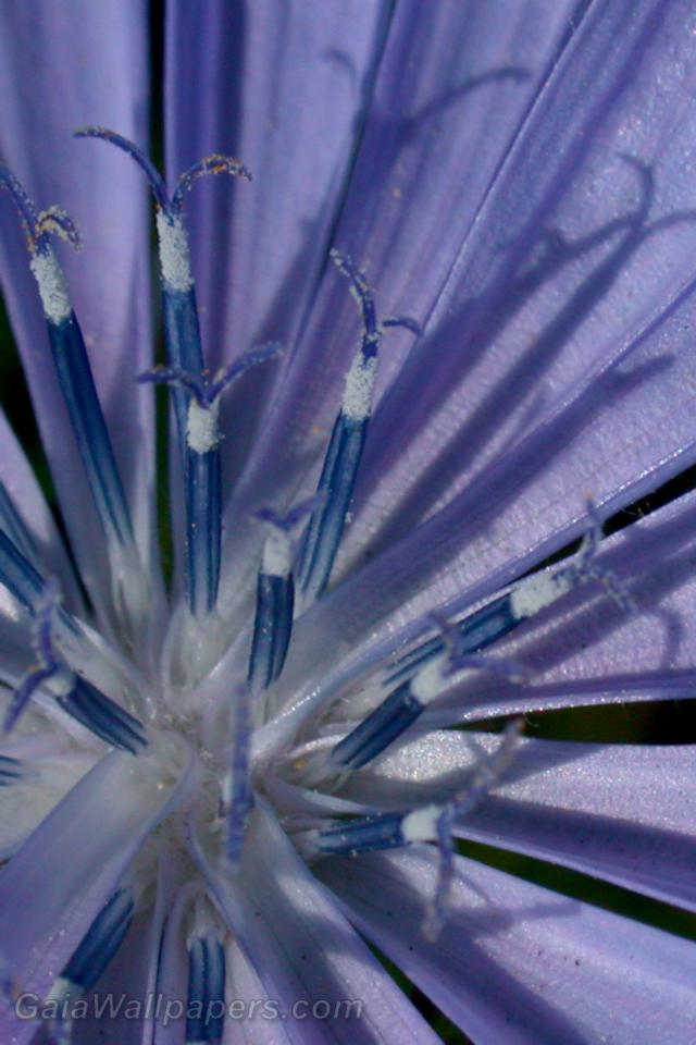 Strange world inside a purple flower - Free desktop wallpapers