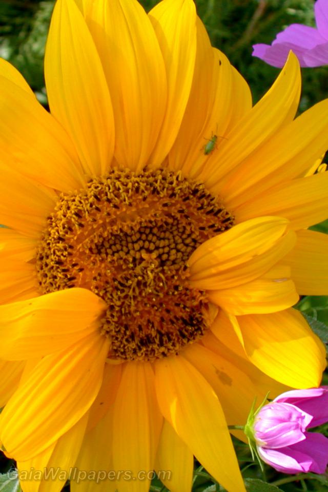 Sunflower with too many petals - Free desktop wallpapers