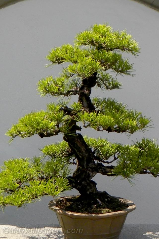 Beautiful pine bonsai - Free desktop wallpapers