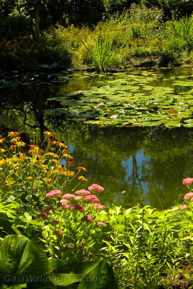 Magnifique étang en fleur - Fonds d'écran gratuits