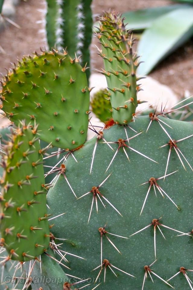 Aiguilles pointues sur des cactus - Fonds d'écran gratuits