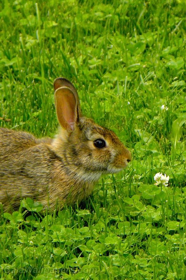 Cute bunny eating clover - Free desktop wallpapers